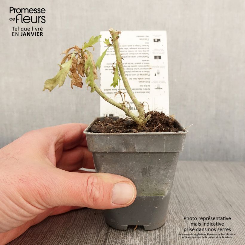 Spécimen de Euryops chrysanthemoides Sonnenschein - Marguerite de la savane Godet de 8/9 cm tel que livré en hiver