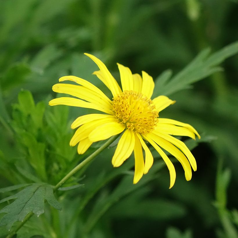 Euryops chrysanthemoides Sonnenschein - Marguerite de la savane (Floraison)