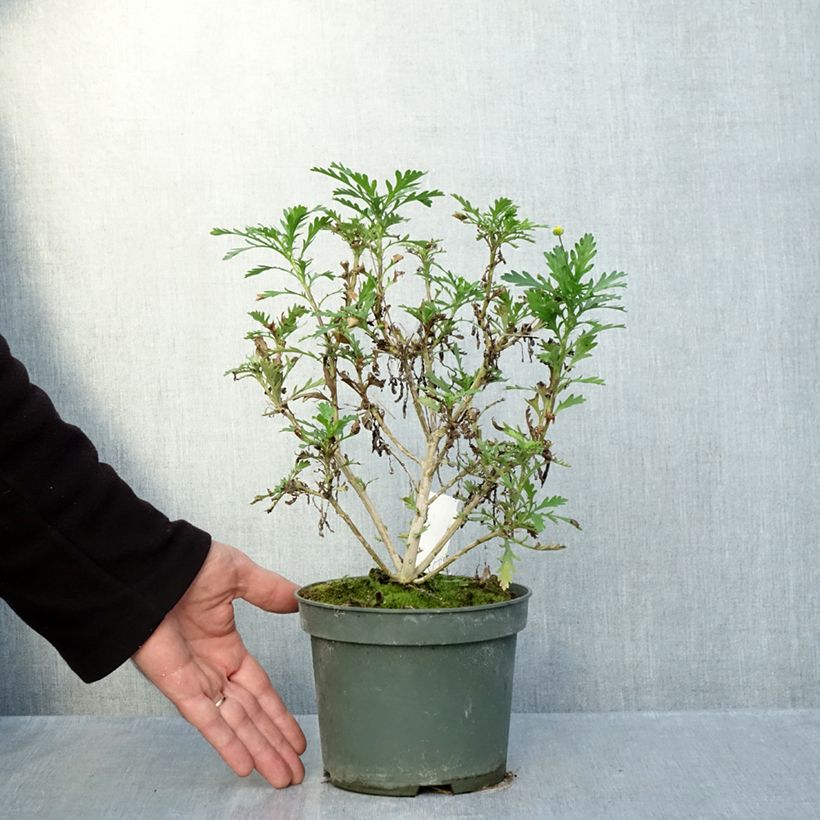Spécimen de Euryops evansii  Pot de 2L/3L tel que livré en automne