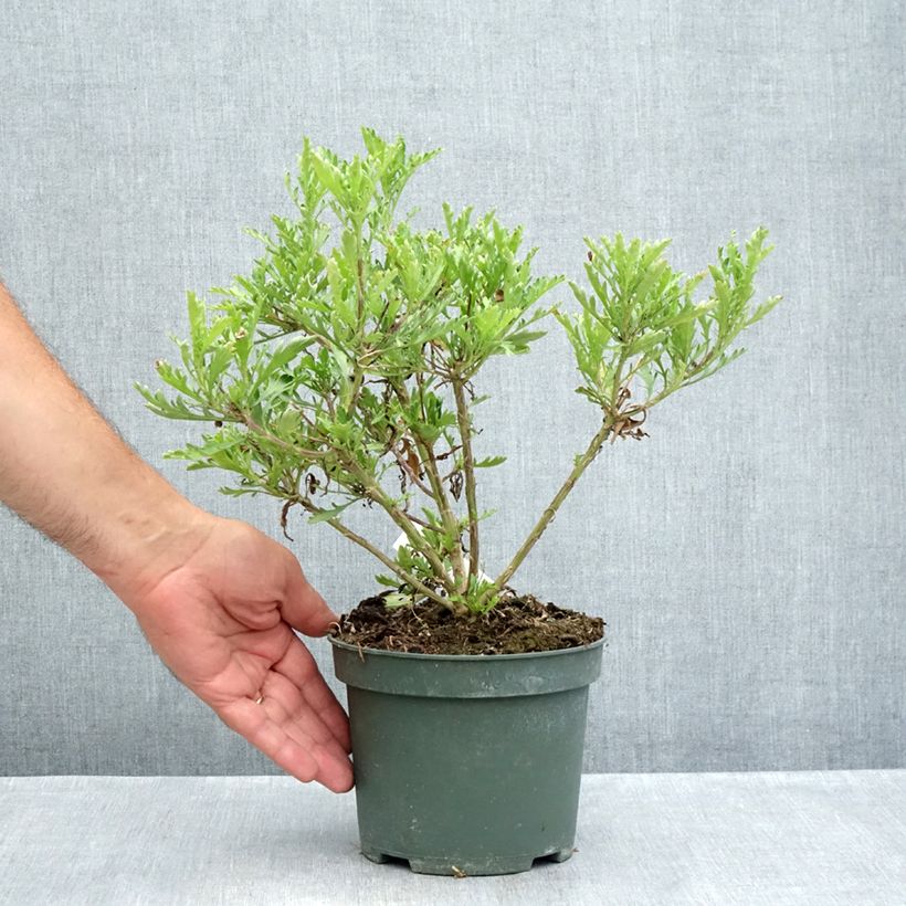 Spécimen de Euryops evansii  Pot de 2L/3L tel que livré en été