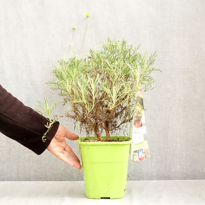 Spécimen de Euryops Infinity - Marguerite des savanes Pot de 4L/5L tel que livré en automne