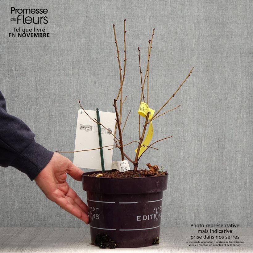 Spécimen de Exochorda Lotus Moon - Exochorde hybride - Arbre aux perles Pot de 3L/4L tel que livré en automne