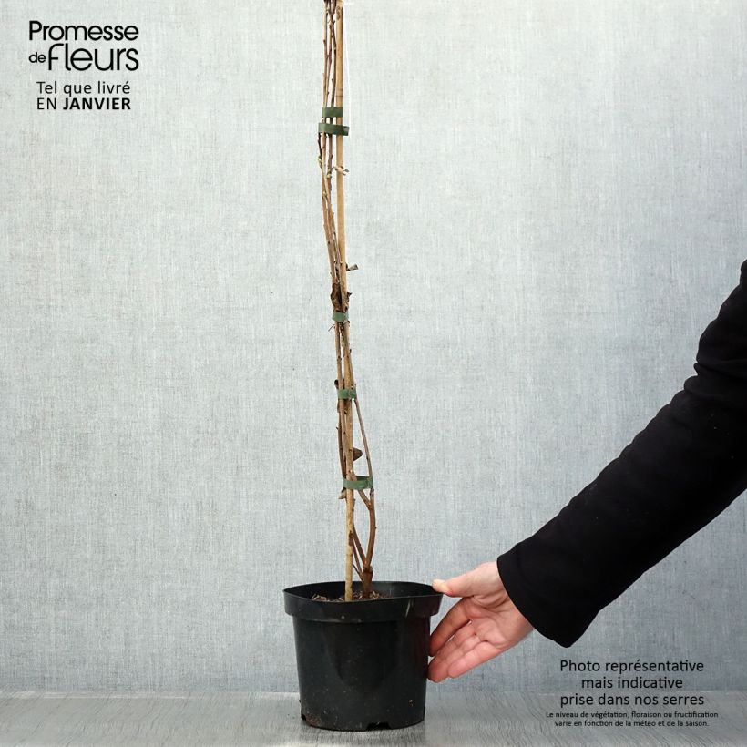 Spécimen de Exochorda racemosa Niagara Pot de 3L/4L tel que livré en hiver