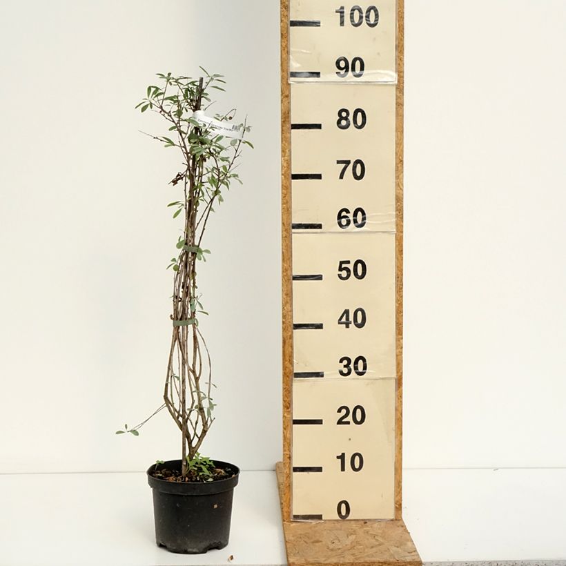 Spécimen de Exochorda racemosa Snow Mountain - Arbuste aux perles Pot de 3L/4L tel que livré en été