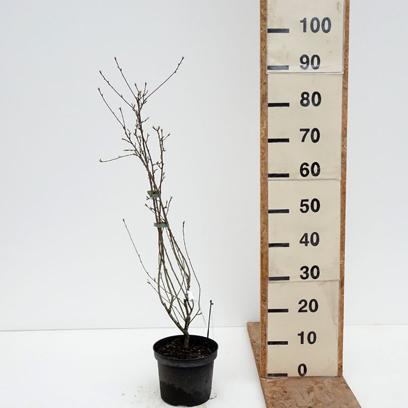 Spécimen de Exochorda racemosa Snow Mountain - Arbuste aux perles Pot de 3L/4L tel que livré en hiver