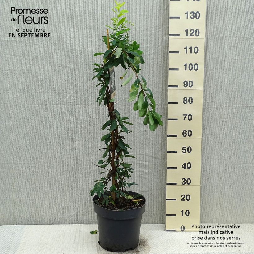 Spécimen de Exochorda x macrantha The Bride Pot de 12L/15L tel que livré en automne