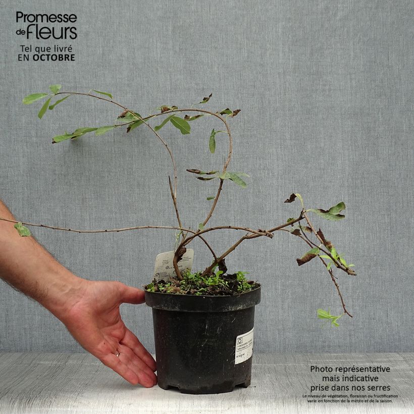Spécimen de Exochorda x macrantha The Bride Pot de 2L/3L tel que livré en automne