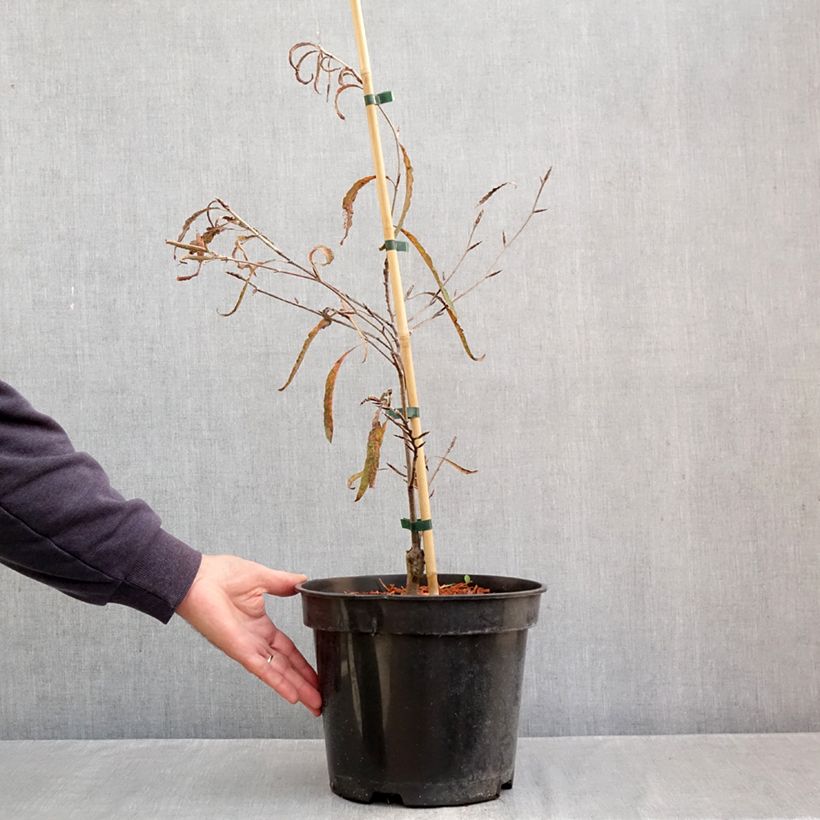 Spécimen de Fagus sylvatica Ansorgei - Hêtre commun Pot de 7,5L/10L tel que livré en automne