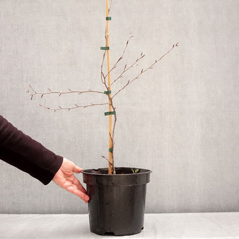 Spécimen de Fagus sylvatica Ansorgei - Hêtre commun Pot de 7,5L/10L tel que livré en hiver
