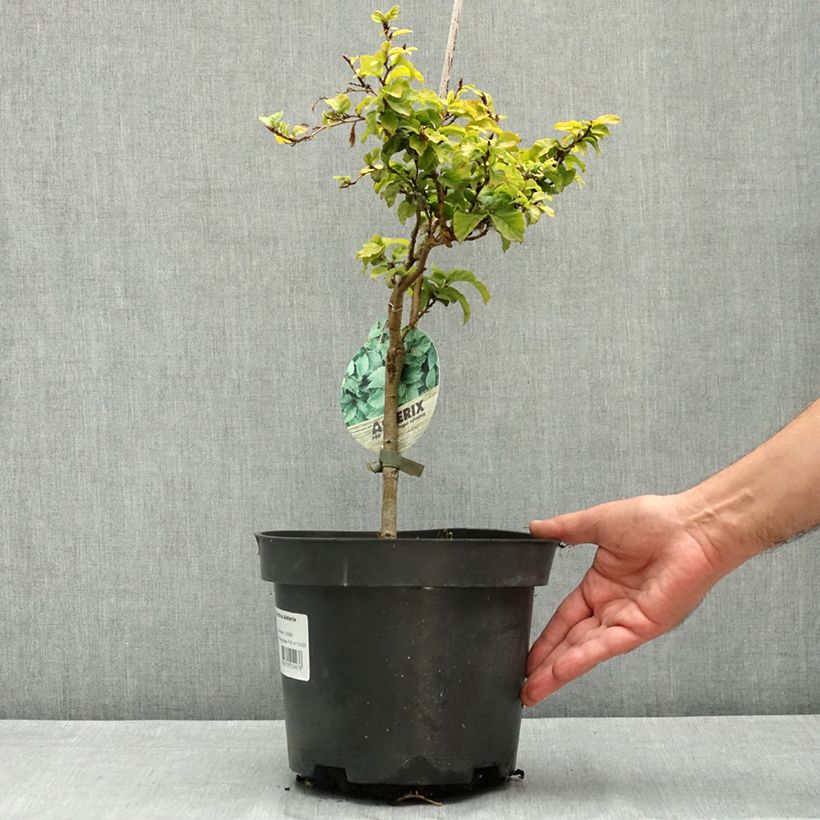 Spécimen de Fagus sylvatica Asterix - Hêtre nain Pot de 4L/5L tel que livré en été