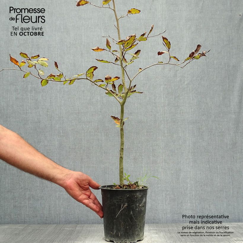 Spécimen de Fagus sylvatica Atropurpurea - Hêtre pourpre Pot de 2L/3L tel que livré en automne