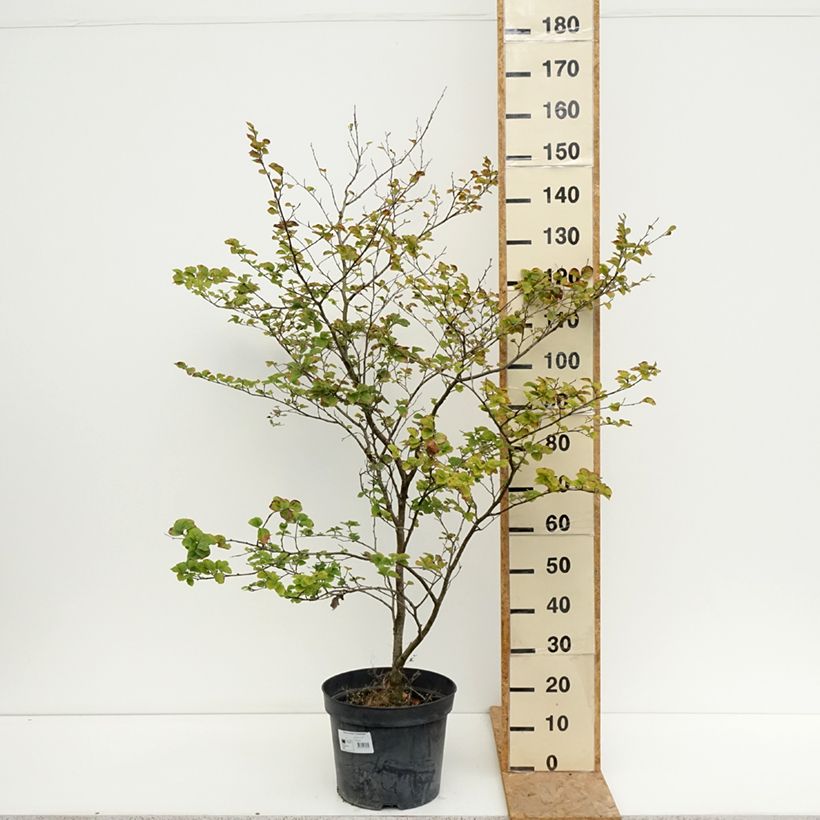 Spécimen de Fagus sylvatica Cockleshell - Hêtre commun Pot de 12L/15L tel que livré en été