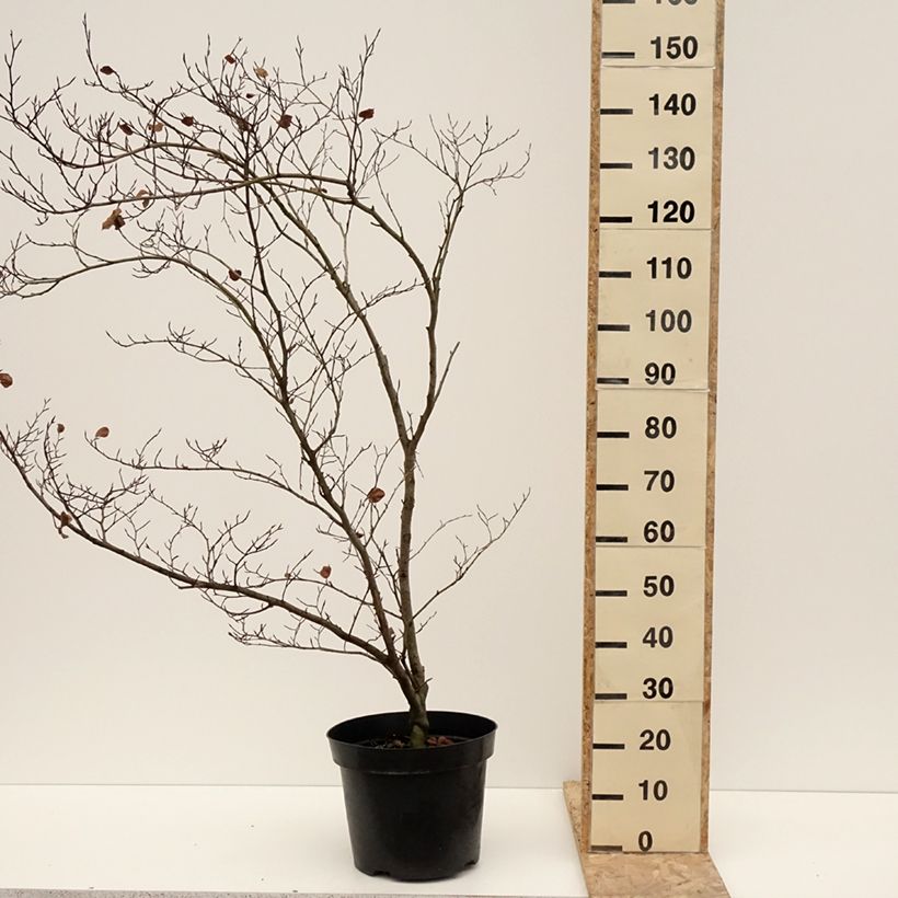 Spécimen de Fagus sylvatica Cockleshell - Hêtre commun Pot de 12L/15L tel que livré en hiver