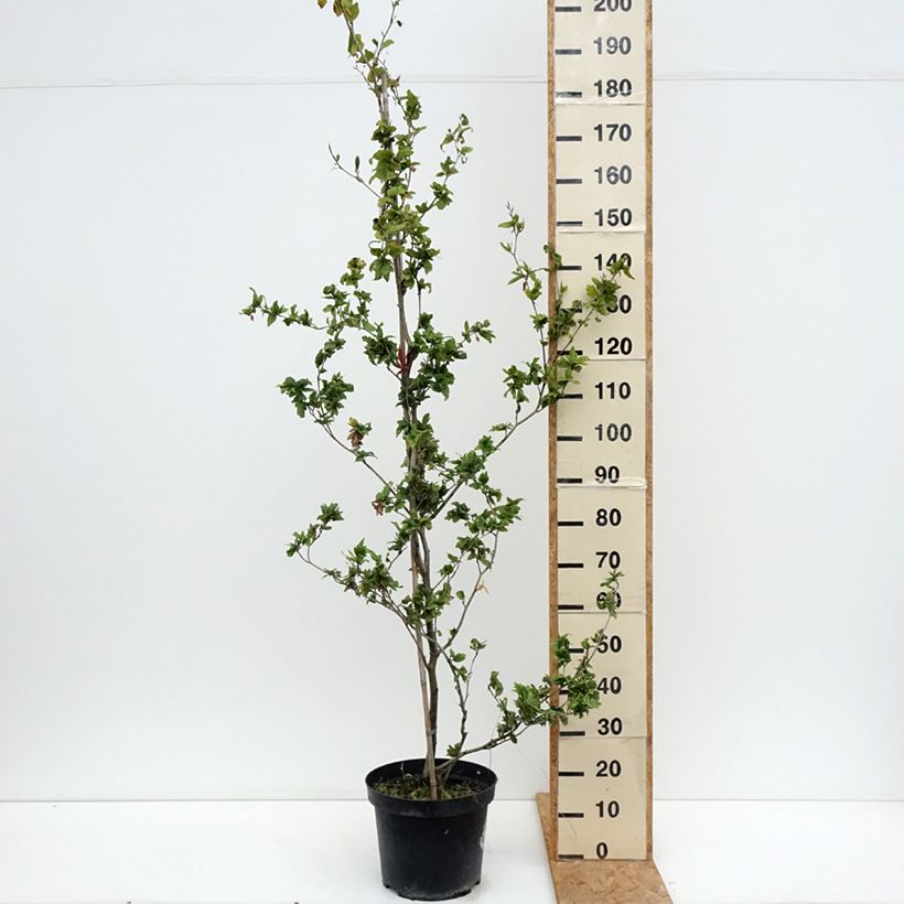 Spécimen de Fagus sylvatica Cristata - Hêtre commun Pot de 7,5L/10L tel que livré en été