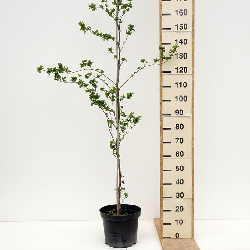 Spécimen de Fagus sylvatica Cristata - Hêtre commun Pot de 7,5L/10L tel que livré au printemps