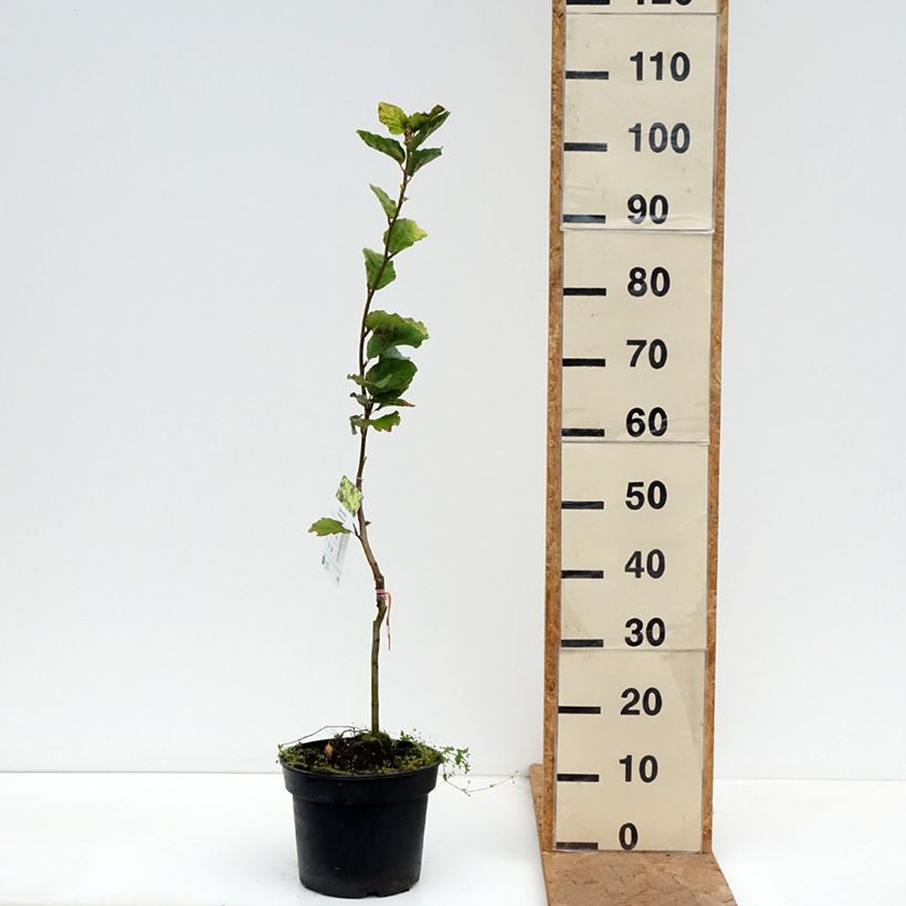 Spécimen de Fagus sylvatica Dawyck Gold - Hêtre fastigié doré Pot de 4L/5L tel que livré en automne