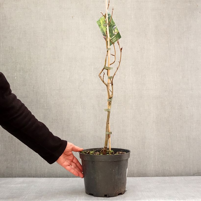 Spécimen de Fagus sylvatica Dawyck Gold - Hêtre fastigié doré Pot de 4L/5L tel que livré en hiver