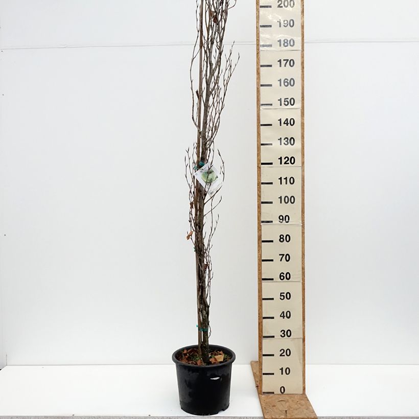 Spécimen de Fagus sylvatica Dawyck Gold - Hêtre fastigié doré Pot de 7,5L/10L tel que livré en automne