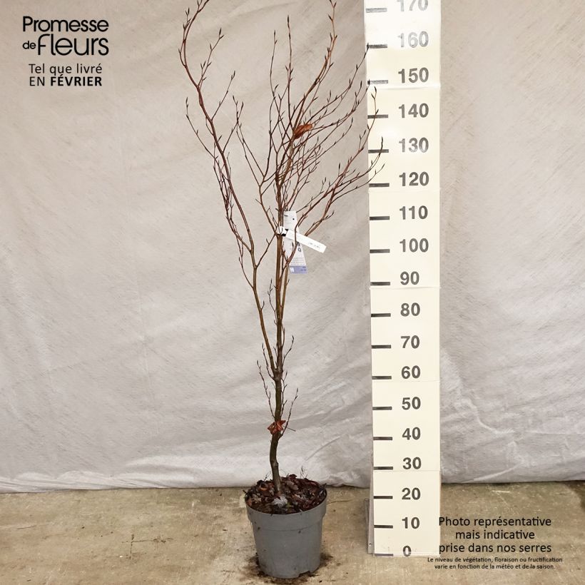 Spécimen de Fagus sylvatica Dawyck - Hêtre fastigié Pot de 4L/5L tel que livré en hiver