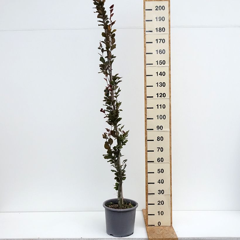 Spécimen de Fagus sylvatica Dawyck Purple - Hêtre fastigié pourpre Pot de 12L/15L tel que livré en été