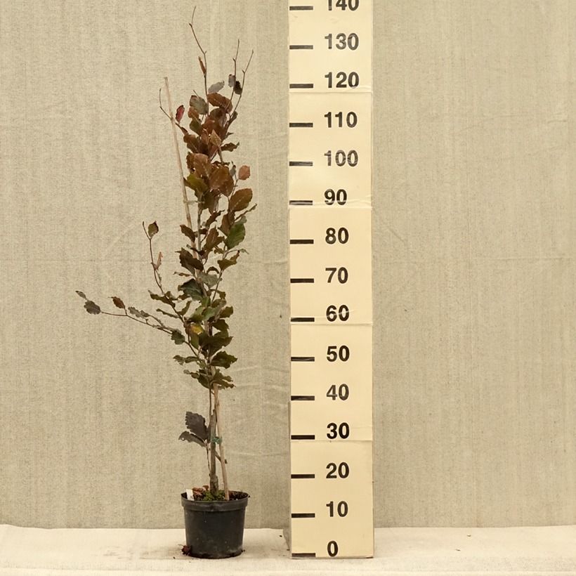 Spécimen de Fagus sylvatica Dawyck Purple - Hêtre fastigié pourpre Pot de 2L/3L tel que livré en automne