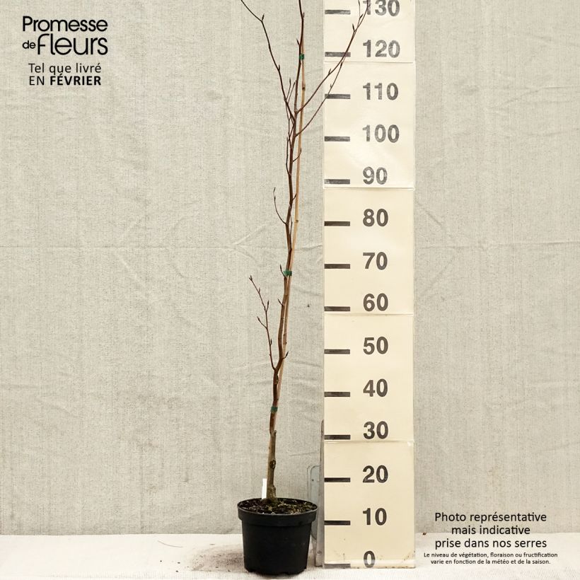 Spécimen de Fagus sylvatica Dawyck Purple - Hêtre fastigié pourpre Pot de 2L/3L tel que livré en hiver