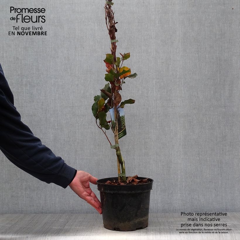 Spécimen de Fagus sylvatica Dawyck Purple - Hêtre fastigié pourpre Pot de 4L/5L tel que livré en automne