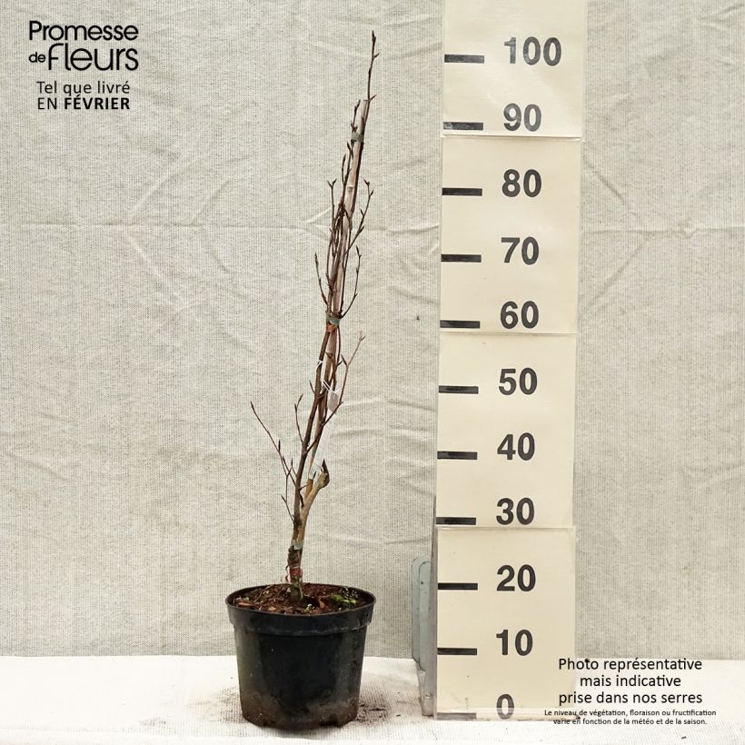 Spécimen de Fagus sylvatica Dawyck Purple - Hêtre fastigié pourpre Pot de 4L/5L tel que livré en hiver