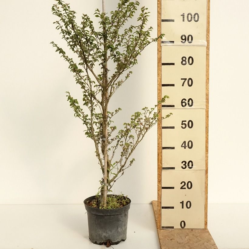 Spécimen de Fagus sylvatica Felderbach - Hêtre nain Pot de 4L/5L tel que livré en été