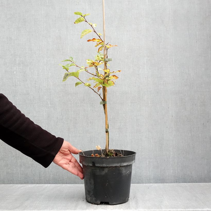 Spécimen de Fagus sylvatica Franken - Hêtre nain panaché de blanc Pot de 4L/5L tel que livré en automne