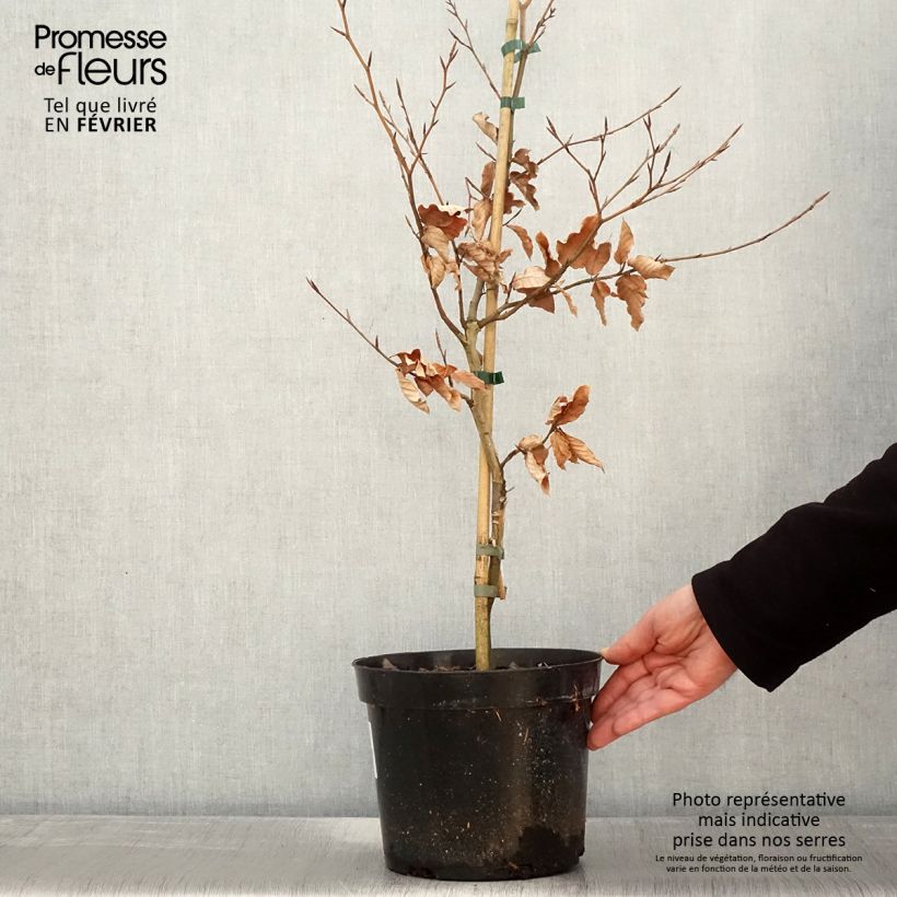 Spécimen de Fagus sylvatica Marmor Star - Hêtre panaché Pot de 4L/5L tel que livré en hiver