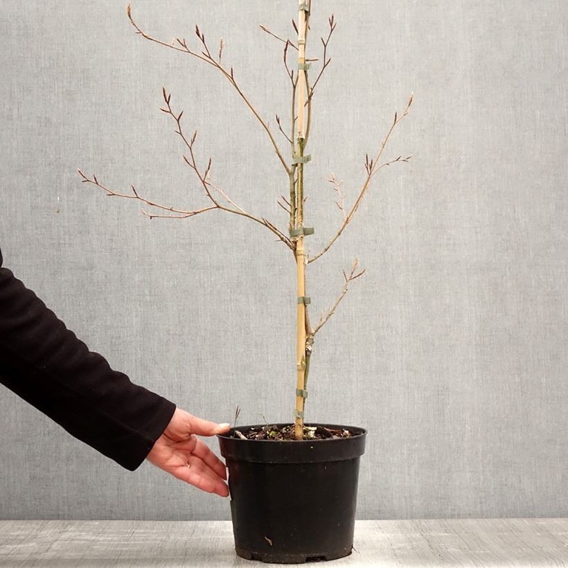 Spécimen de Fagus sylvatica Marmor Star - Hêtre panaché Pot de 4L/5L tel que livré au printemps