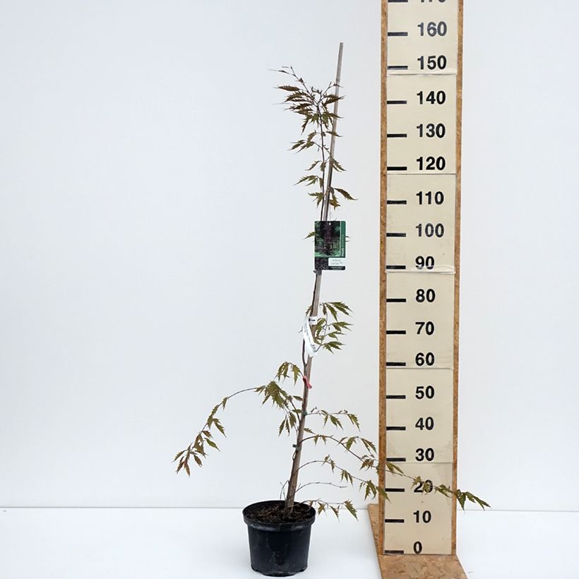 Spécimen de Fagus sylvatica Midnight Feather - Hêtre Pot de 4L/5L tel que livré en été