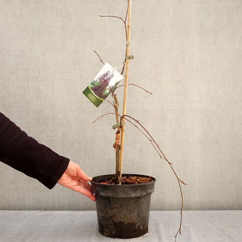 Spécimen de Fagus sylvatica Purple Fountain - Hêtre pourpre pleureur Pot de 4L/5L tel que livré en hiver