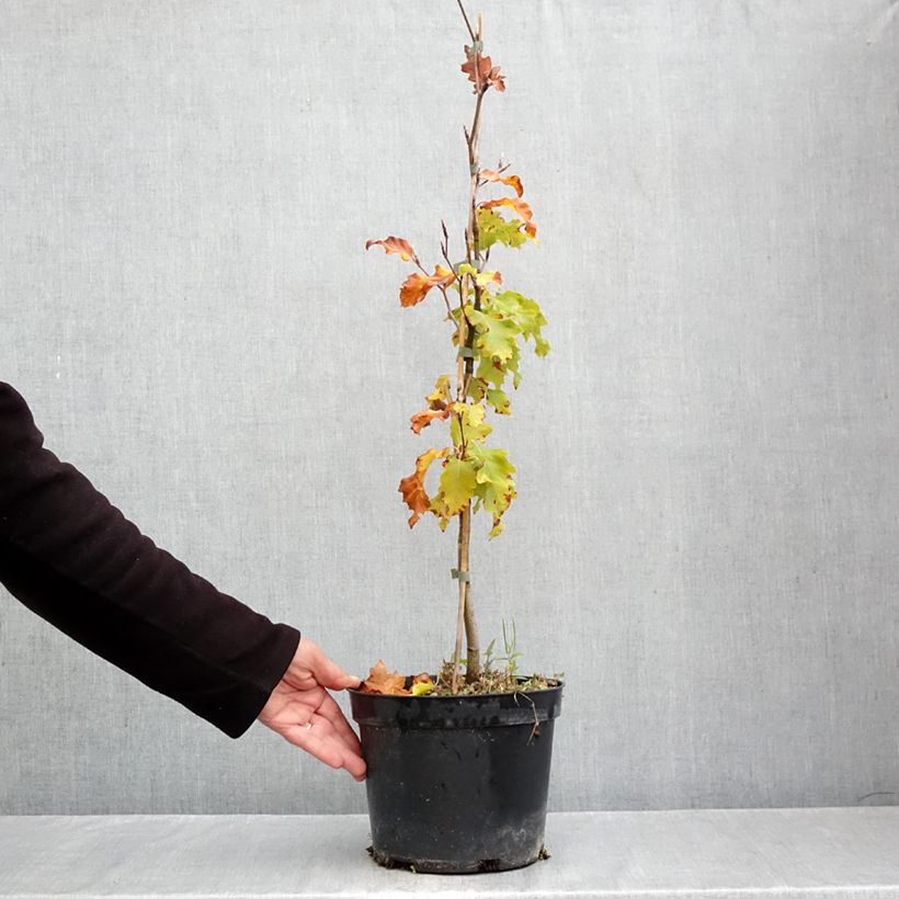 Spécimen de Fagus sylvatica Rohan Gold - Hêtre commun doré Pot de 4L/5L tel que livré en automne