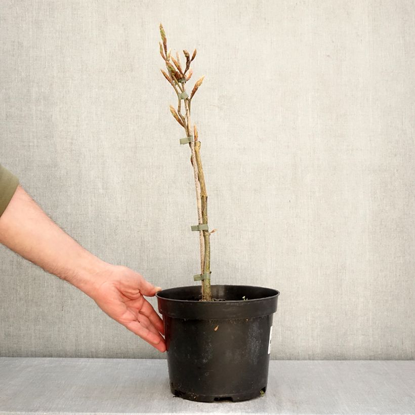 Spécimen de Fagus sylvatica Rohan Gold - Hêtre commun doré Pot de 4L/5L tel que livré au printemps