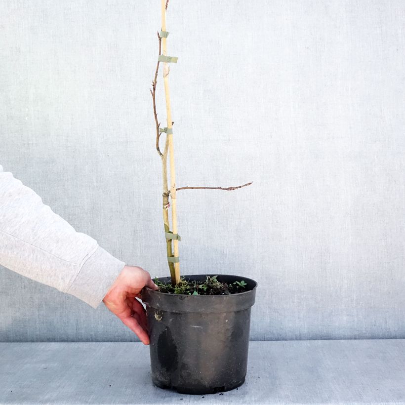 Exemplaar van Fagus sylvatica Rohan Green Weeping - Treurbeuk Pot van 4 l/5 l, Stengel zoals geleverd in de lente