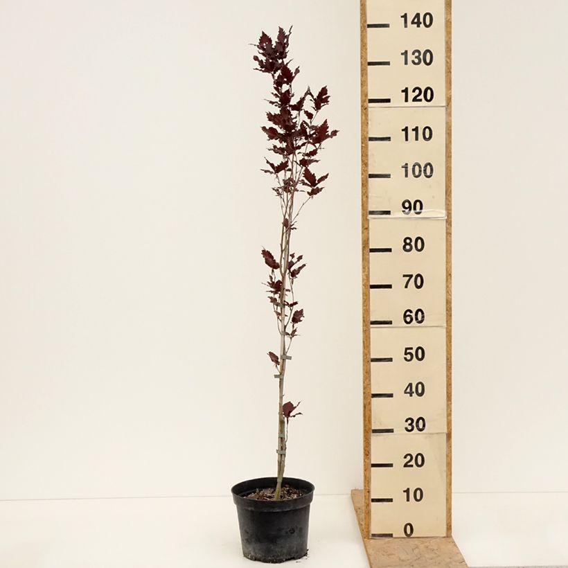 Exemplaar van Fagus sylvatica Rohan Minaret - Zuilbeuk Pot van 4 l/5 l zoals geleverd in de lente