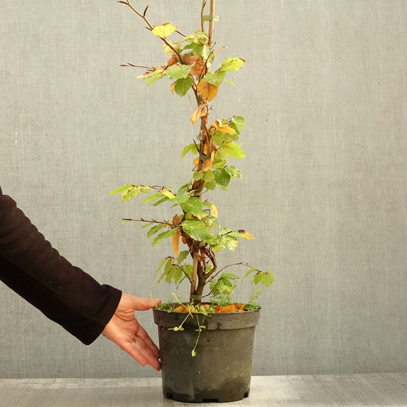 Spécimen de Fagus sylvatica Rolf Marquardt - Hêtre nain panaché Pot de 4L/5L tel que livré en automne