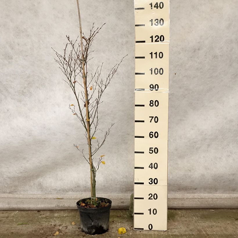 Spécimen de Fagus sylvatica Rotundifolia - Hêtre commun à feuilles rondes Pot de 4L/5L tel que livré en automne