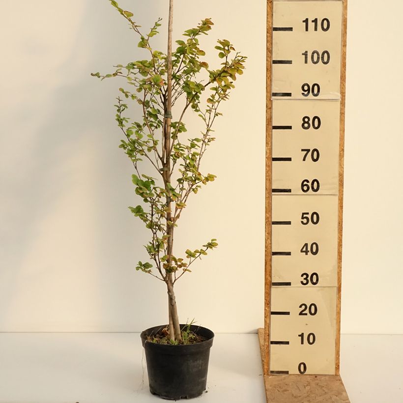 Spécimen de Fagus sylvatica Rotundifolia - Hêtre commun à feuilles rondes Pot de 4L/5L tel que livré en été