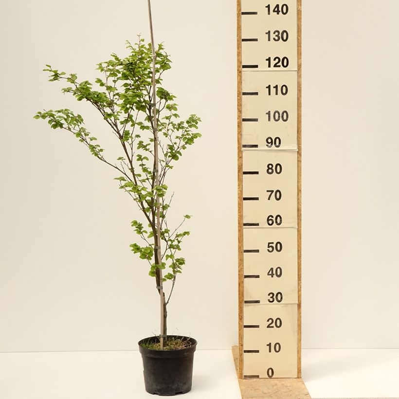 Spécimen de Fagus sylvatica Rotundifolia - Hêtre commun à feuilles rondes Pot de 4L/5L tel que livré au printemps
