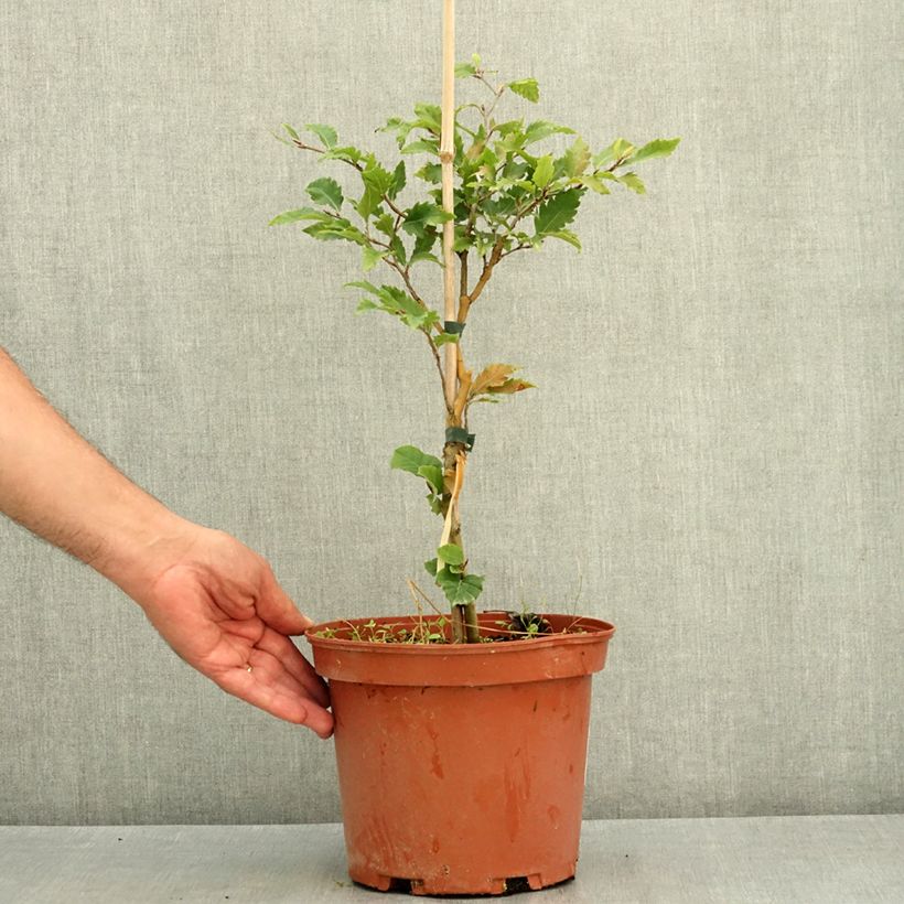Spécimen de Fagus sylvatica Sandrode - Hêtre nain Pot de 4L/5L tel que livré en été