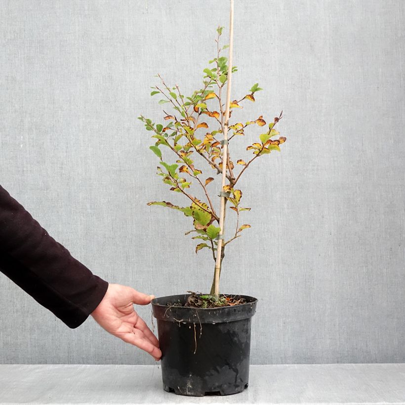 Spécimen de Fagus sylvatica Skrzat - Hêtre nain Pot de 4L/5L tel que livré en automne