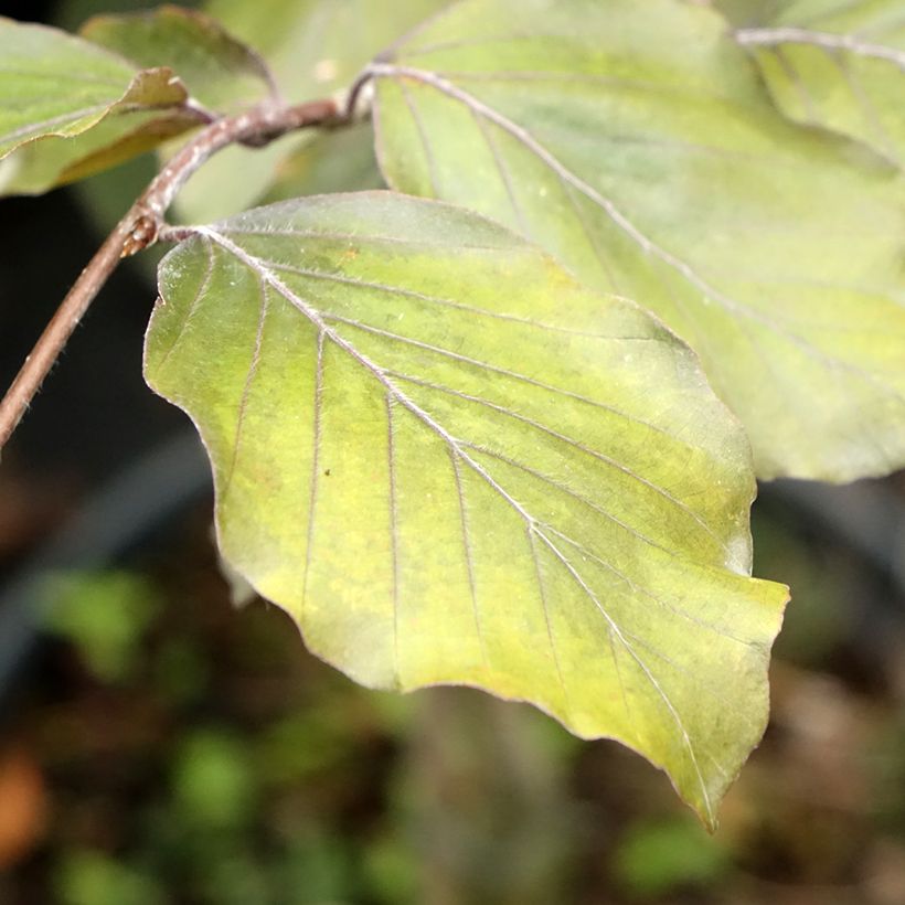 Fagus sylvatica Swat Magret - Hêtre pourpre (Feuillage)