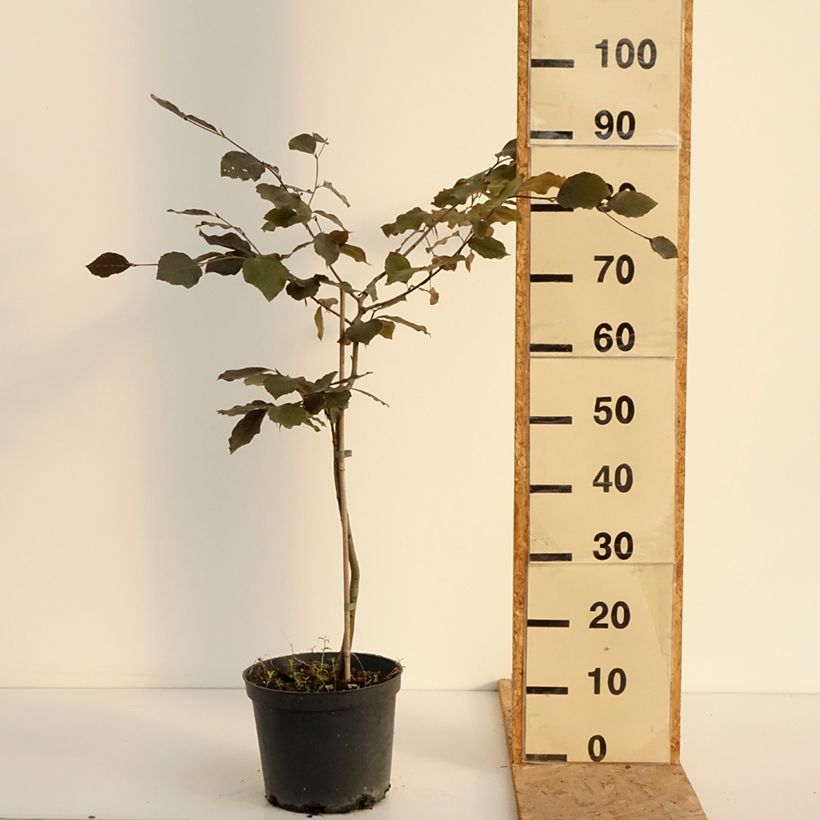 Spécimen de Fagus sylvatica Swat Magret - Hêtre pourpre Pot de 4L/5L tel que livré en été
