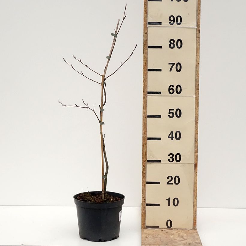 Spécimen de Fagus sylvatica Swat Magret - Hêtre pourpre Pot de 4L/5L tel que livré en hiver