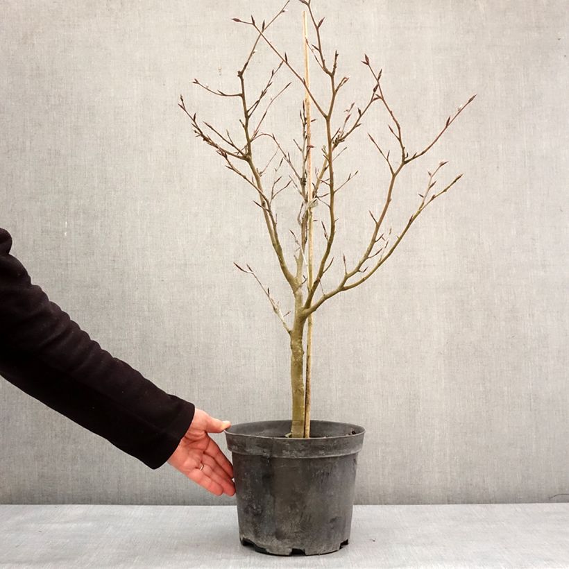 Spécimen de Fagus sylvatica Viridivariegata - Hêtre commun panaché de vert Pot de 4L/5L tel que livré en hiver