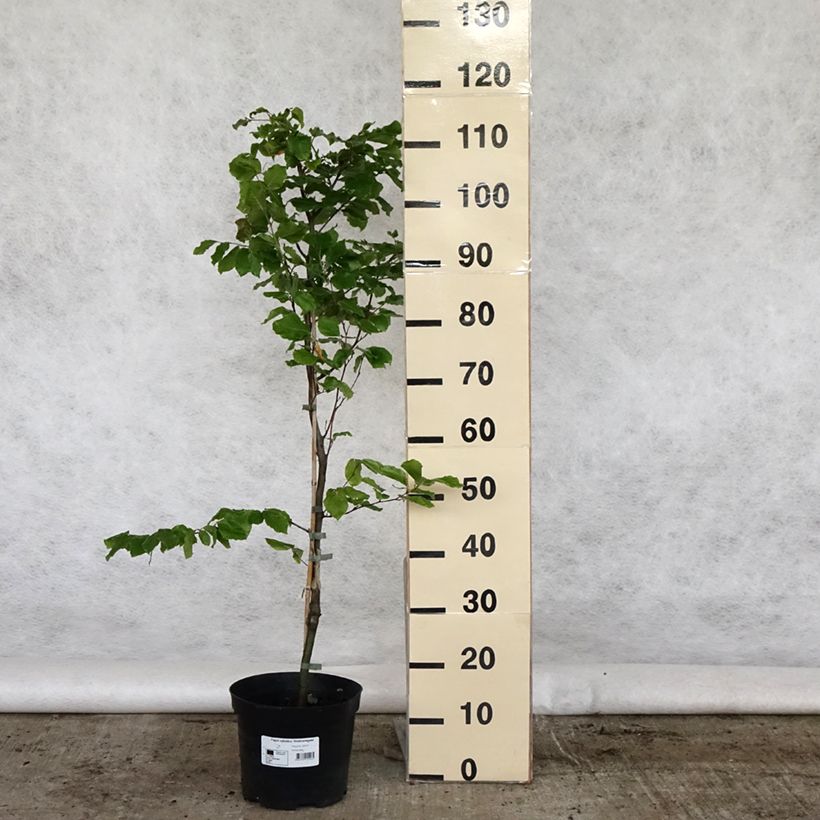 Spécimen de Fagus sylvatica Viridivariegata - Hêtre commun panaché de vert Pot de 4L/5L tel que livré au printemps