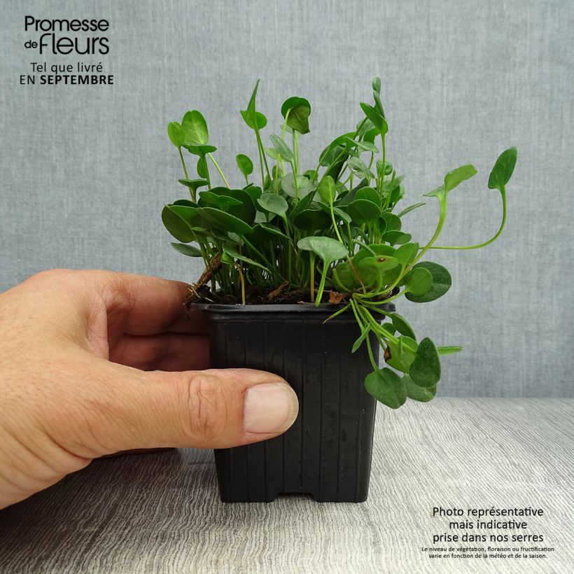 Spécimen de Falkia repens - Petites oreilles Godet de 8/9 cm tel que livré en automne